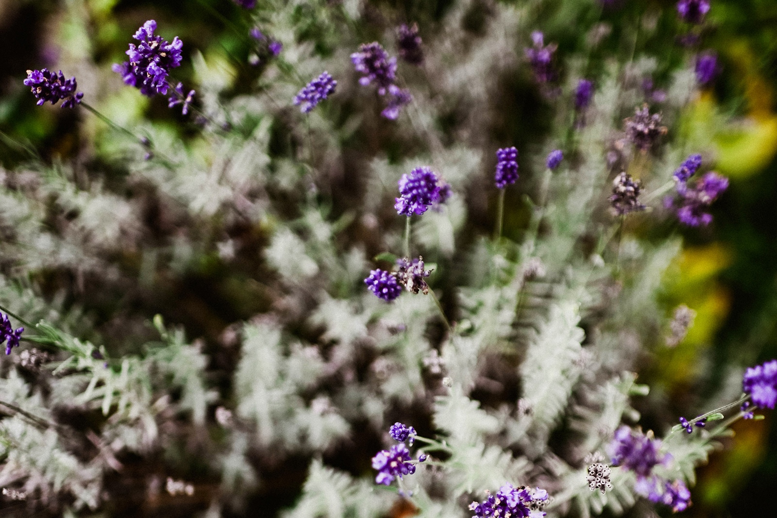 Naturheilpraxis Bianca Ahollinger, emotionale Belastungen; Blick in ein Beet mit zarten violetten Blüten